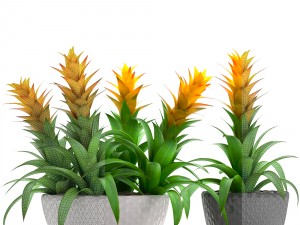tropical plant bromelia 3D Модель