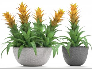 tropical plant bromelia 3D Модель