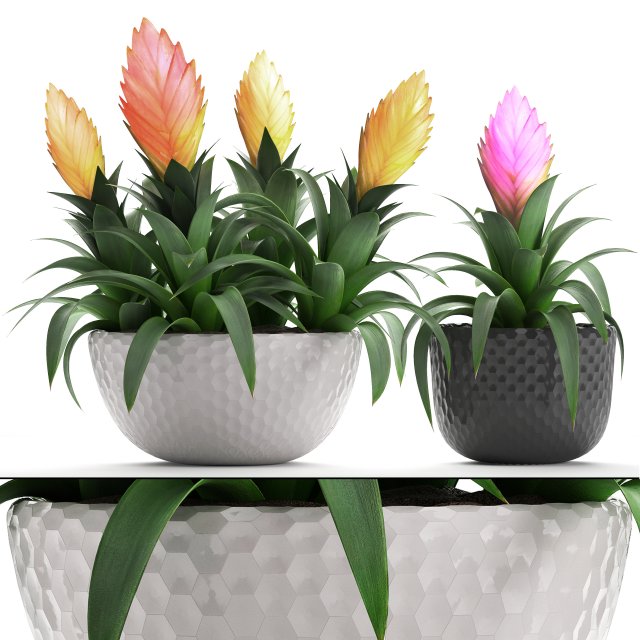 tropical plant bromelia 3D Model .c4d .max .obj .3ds .fbx .stl .blend 