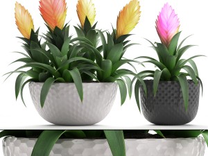 tropical plant bromelia 3D Model