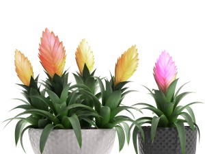 tropical plant bromelia 3D Model