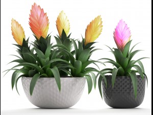 tropical plant bromelia 3D Model