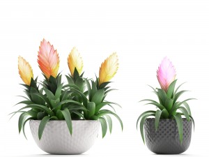 tropical plant bromelia 3D Model