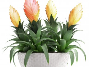 tropical plant bromelia 3D Model