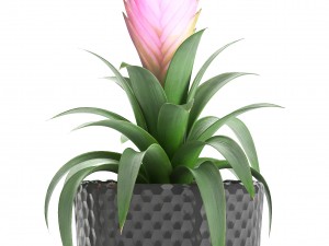 tropical plant bromelia 3D Model