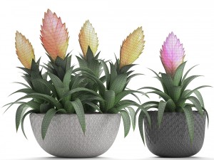 tropical plant bromelia 3D Model