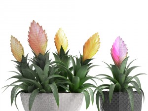 tropical plant bromelia 3D Model