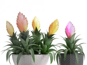 tropical plant bromelia 3D Model