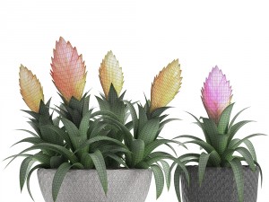tropical plant bromelia 3D Model