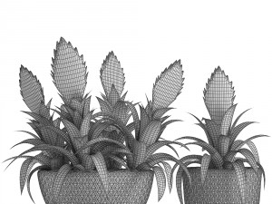 tropical plant bromelia 3D Model