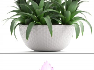 tropical plant bromelia 3D Model