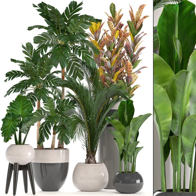 collection of ornamental plants in pots 3D Model .c4d .max .obj .3ds .fbx .stl .blend 