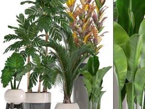 collection of ornamental plants in pots Modelo 3D