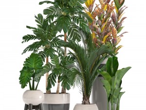 collection of ornamental plants in pots 3D Model