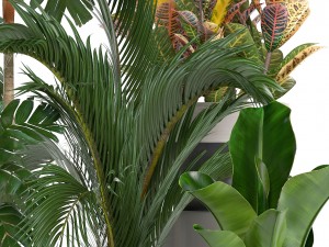 collection of ornamental plants in pots 3D Model