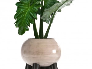 collection of ornamental plants in pots 3D Model