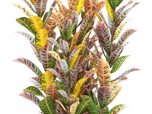 collection of ornamental plants in pots 3D Model