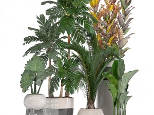 collection of ornamental plants in pots 3D Model