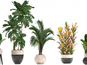collection of ornamental plants in pots 3D Model