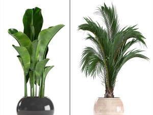 collection of ornamental plants in pots 3D Model