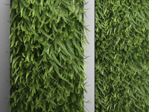 dikey bahçe eğreltiotu duvarı 3D Model