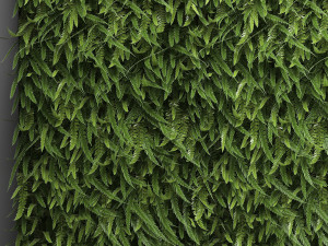 vertical gardening fern wall Modelo 3D