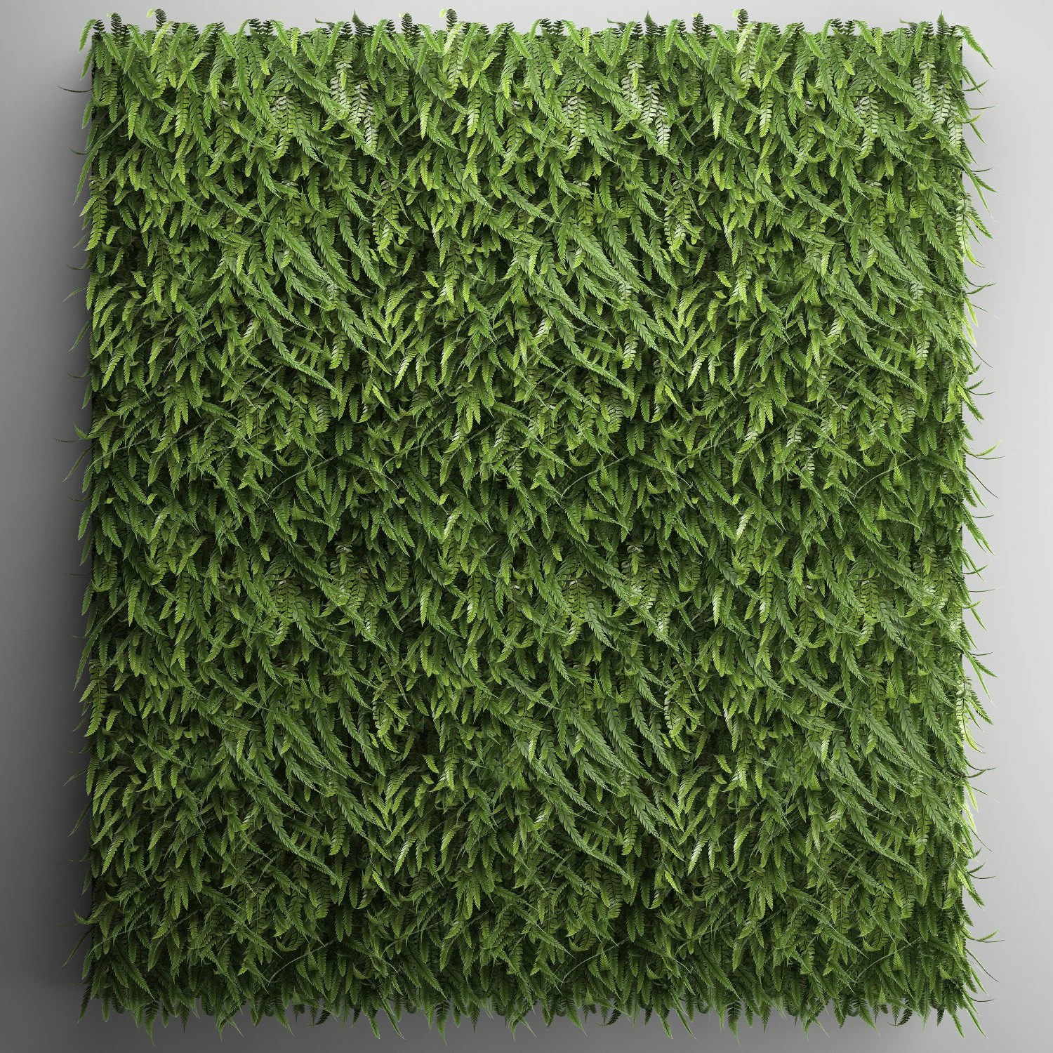 vertical gardening fern wall 2 3D Model .c4d .max .obj .3ds .fbx .stl .blend 