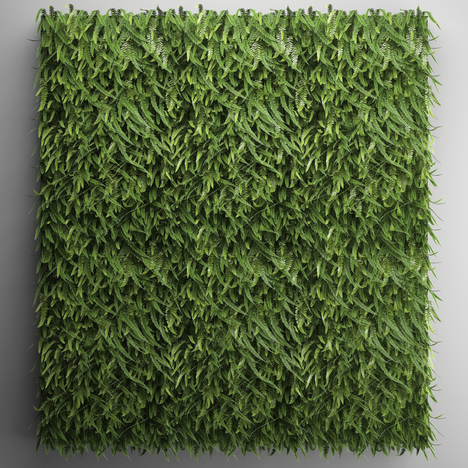 Vertical Gardening Fern Wall 2 Model 3d In Grass And Ground Cover