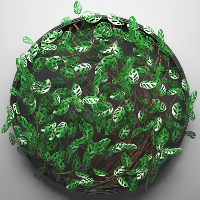 vertical gardening monstera 3D मॉडल .c4d .max .obj .3ds .fbx .stl .blend 