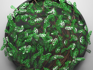 vertical gardening monstera 3D Model