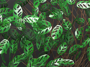 vertical gardening monstera 3D मॉडल