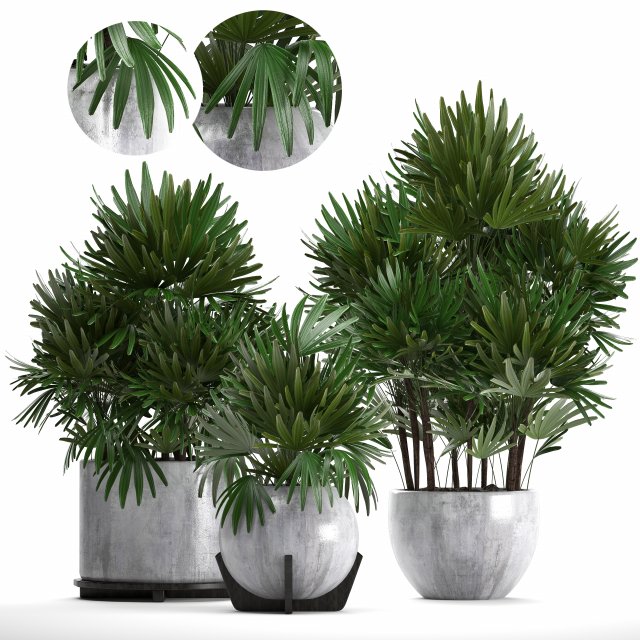 rhapis palms 3D मॉडल .c4d .max .obj .3ds .fbx .stl .blend 