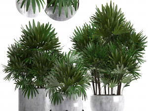 rhapis palms 3D Model