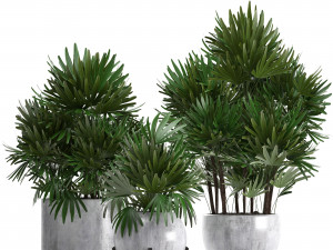 rhapis palms 3D मॉडल