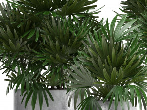 rhapis palms 3D मॉडल