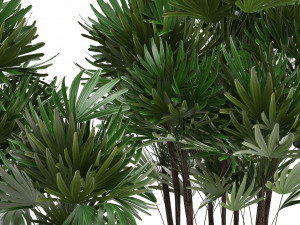 rhapis palms 3D मॉडल