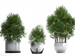 раписовые пальмы 3D Модель