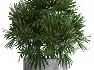rhapis palms 3D मॉडल