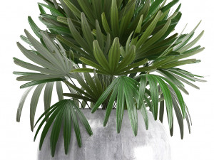 rhapis palms 3D मॉडल