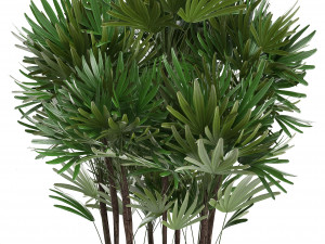 rhapis palms 3D मॉडल
