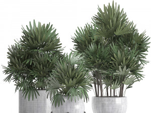 rhapis palms 3D मॉडल