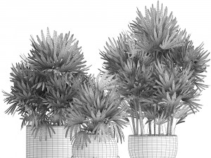 rhapis palms 3D मॉडल