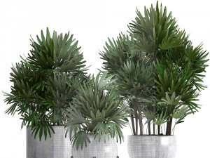 rhapis palms 3D मॉडल