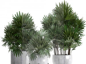 раписовые пальмы 3D Модель