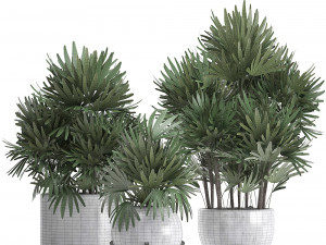 rhapis palms 3D मॉडल