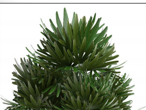 rhapis palms 3D मॉडल