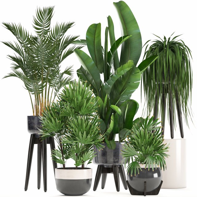 collection exotic plants 3D मॉडल .c4d .max .obj .3ds .fbx .stl .blend 