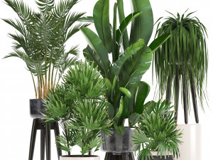 collection exotic plants 3D Model