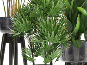 collection exotic plants 3D मॉडल