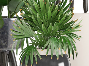 collection exotic plants 3D मॉडल